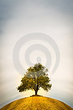 Lonely tree on a field