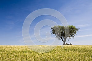 Lonely tree field - Alentejo,