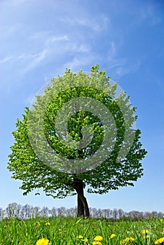 Lonely tree in the field,on the background of the clear blue sky