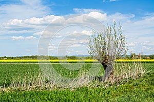 Lonely tree, field and blue sky. Beautiful spring landscape in Poland.