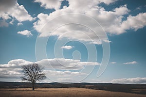 Lonely tree in the field with blue sky and white clouds photo