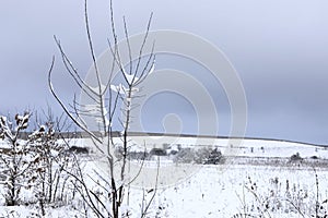 A lonely tree in a field covered with snow.
