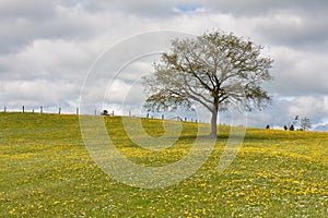Lonely tree in a field with dandelions
