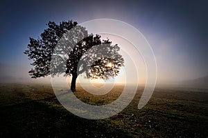 Lonely tree on field at dawn