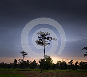 Lonely tree on field at dawn