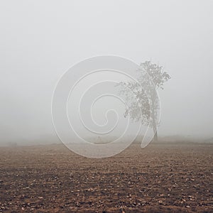 Lonely tree on the field in the fog