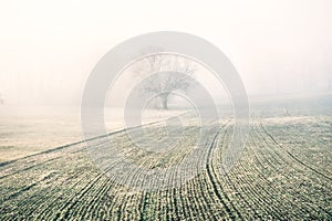 Lonely tree in a field in foggy winter morning