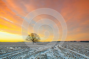 Lonely tree on the field in the frosty morning.