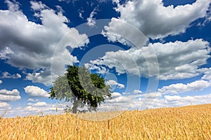 Lonely tree in the field of golden wheat