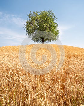 Lonely tree in the field of golden wheat. Summer landscape with cloudy sky.