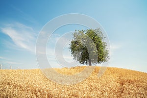 Lonely tree in the field of golden wheat. Summer landscape with cloudy sky.