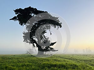 A lonely tree in a field on a mist morning landscape.