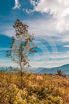 Lonely tree in field with mountains background and blue sky