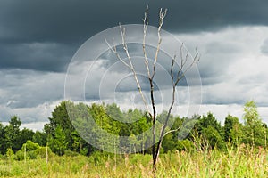 Lonely tree in the field. overcast weather. nature background