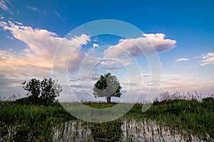 lonely tree in a field with a pond with water at dawn in spring or summer