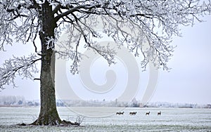 Lonely tree on a field .Roe deer family.