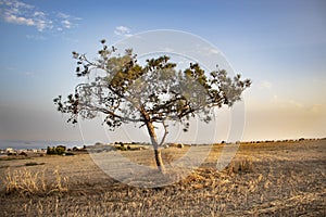Lonely tree on the field