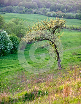 Lonely tree, field, spring,