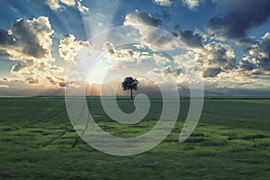 Lonely tree in field with sunset
