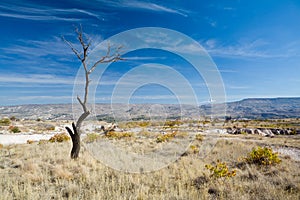 Lonely tree in the field