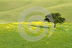 Lonely tree in field, Val d'Orcia, Tuscany, Italy