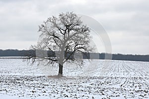 Lonely tree among field in winter