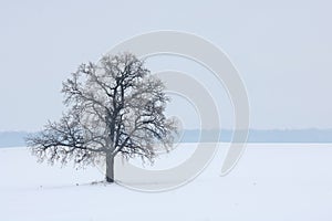 Lonely tree among field in winter