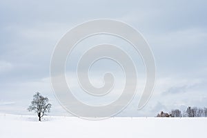 Lonely tree in the field in winter