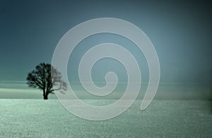 Lonely tree in a field in winter