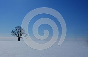 Lonely tree in a field in winter