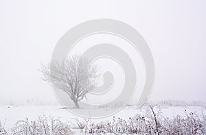 Lonely tree in field in winter fog