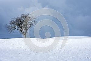 lonely tree in the field in winter, snow and beautiful dark sky