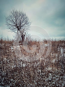 lonely tree in a field in winter in a village in cloudy weather