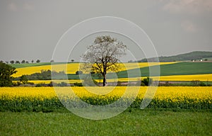A lonely tree in the fields of Canola in Slovakia