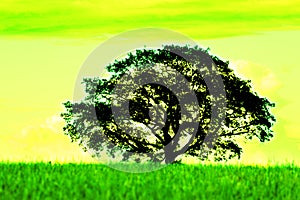 Lonely tree in the fields