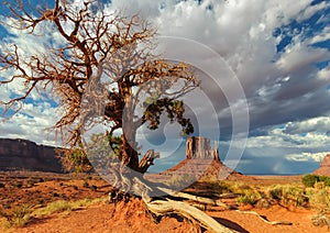 Lonely tree fights for life in the desert