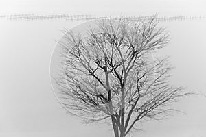 Lonely tree in a fog in front of lake Hamana in Shizuoka Prefecture of Japan