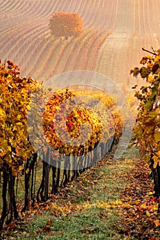 Lonely tree in fog among vineyards in autumn.