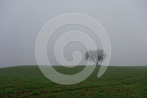 Lonely tree fog winter