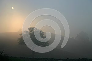 Lonely tree in foggy sunset and distant hills photo