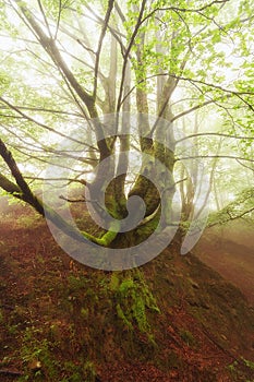 Lonely tree in a foogy day in Gorbea park photo