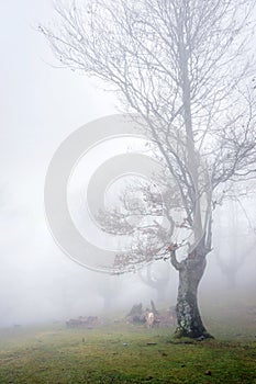 Lonely tree in forest with copy space