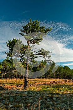 Lonely tree at forest outskirts