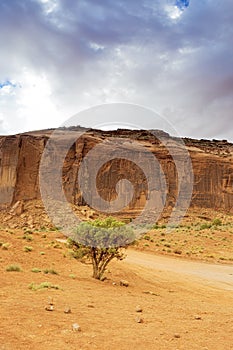 Lonely Tree in Front of One of the Buttes In Unique Monument Val