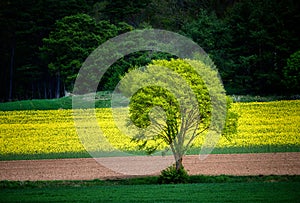 Lonely tree in front of a rape field
