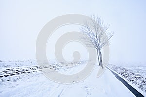 Lonely tree in frost