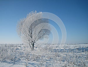 Lonely tree in the frost in the empty snow-covered steppes in the midst of a cold winter on a clear day