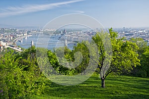 Lonely tree in Gellert hill park, Budapest, Hungary photo