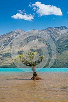 A lonely tree on Glenorchy lake with mountain background, New Zealand