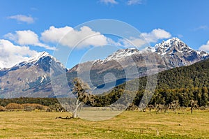 Lonely tree in Glenorchy, New Zealand